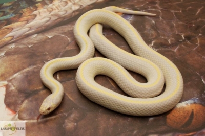 Albiino Kalifornian kuningaskäärme (Lampropeltis getula californiae) Kuva torjuntaprojektin sivulta