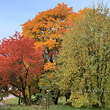 Vähän vielä syksyn värejä