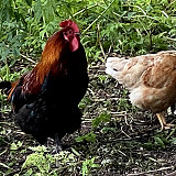 Luonnossa esiintyvää sukupuolten kirjoa esitellään Helsingin Sanomissa